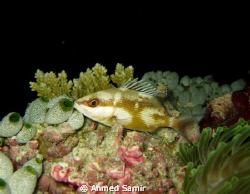 Night Dive from Kuramathi House Reef by Ahmed Samir 